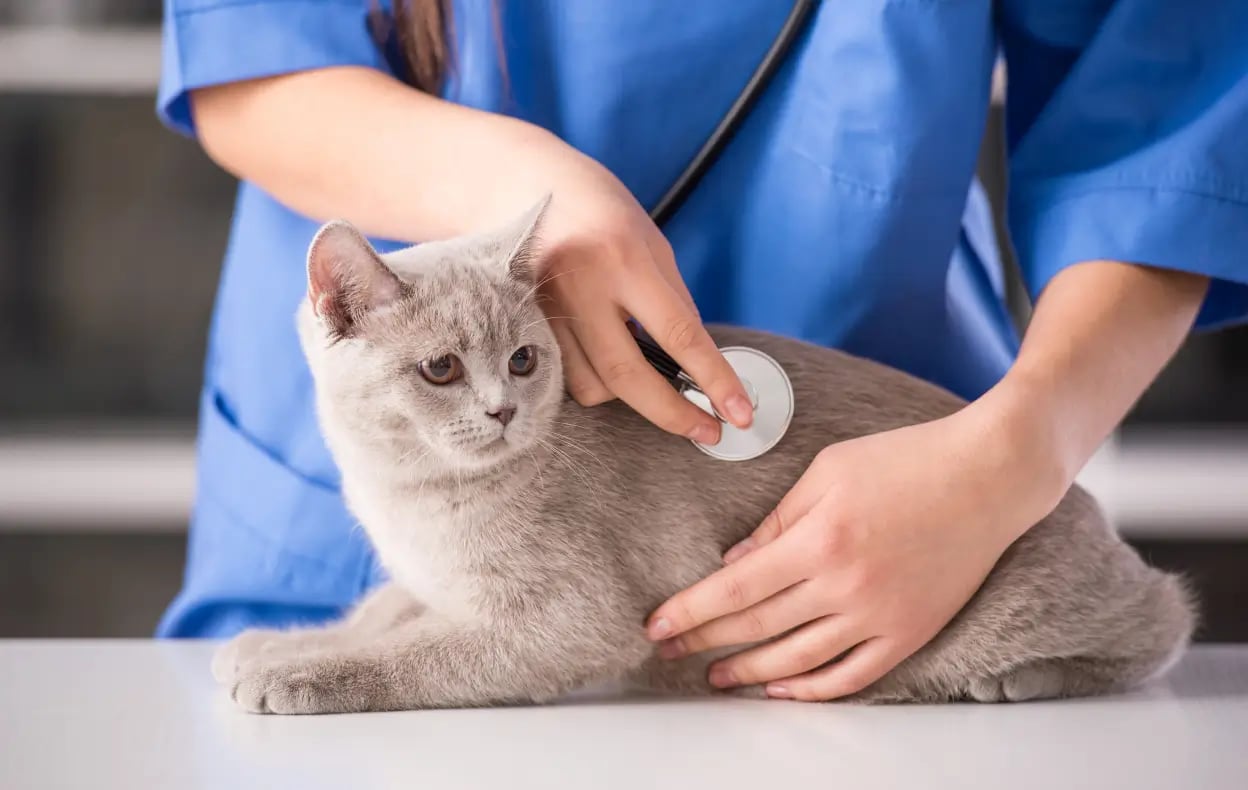 vet_2