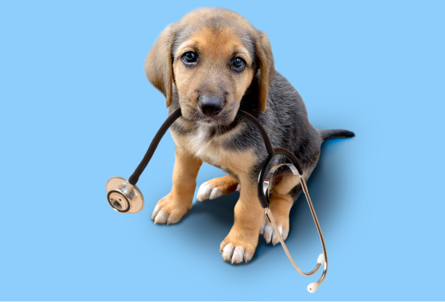 vets-pup-m2